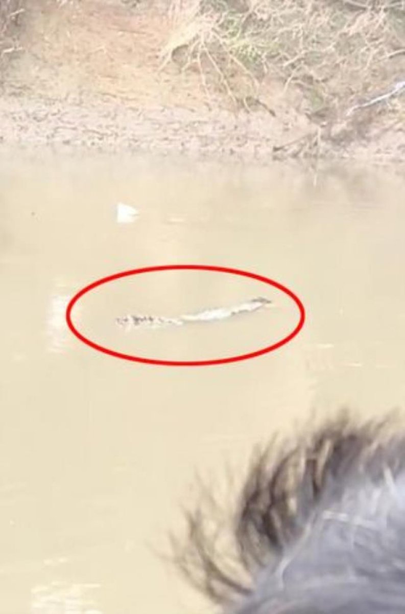 Blood-curdling event in India: A crocodile ate the person who fell into the river #2