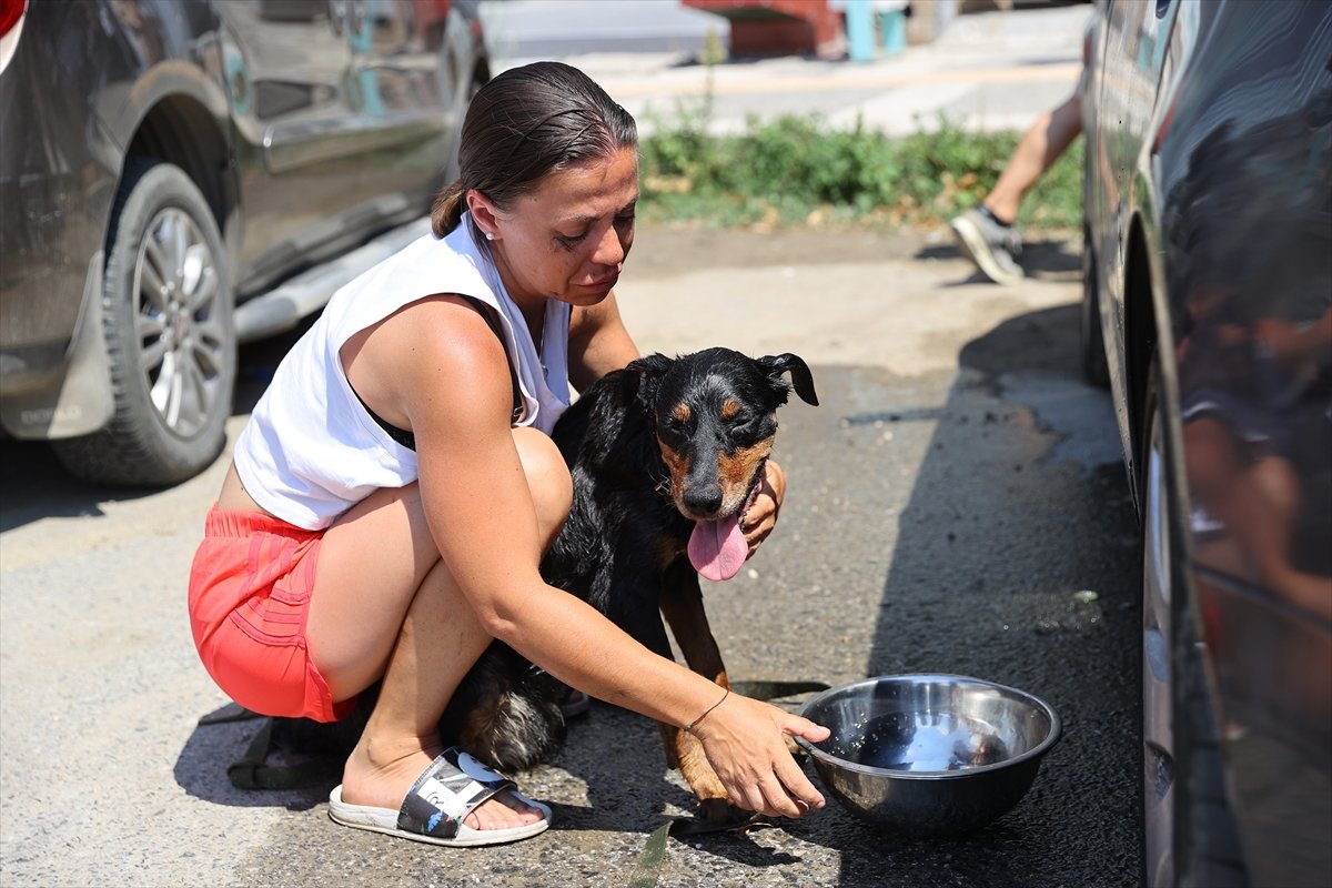 Edirne de Ukraynalı çiftin araçta bıraktığı köpek havasızlıktan telef oldu #8