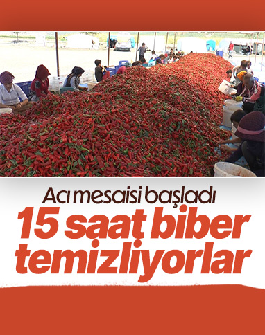 Gaziantep'te mevsimlik işçiler acı biberleri temizliyor