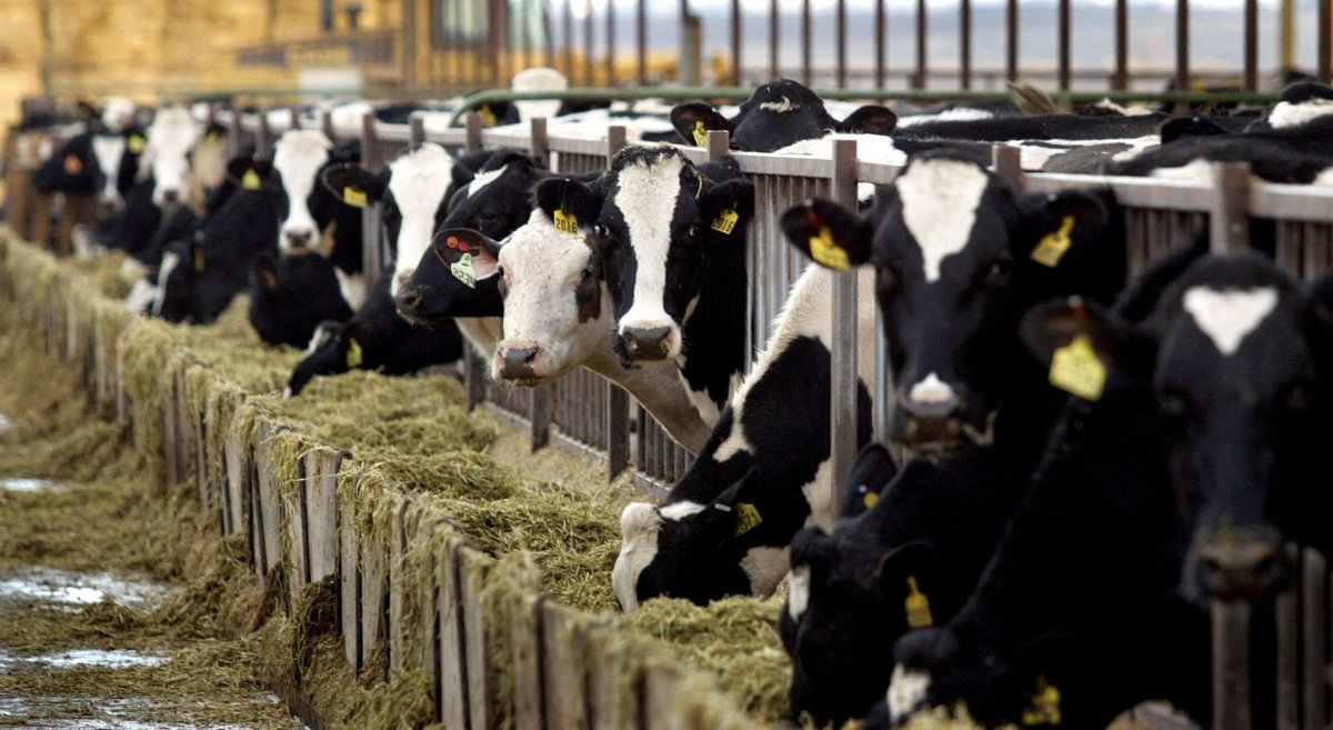 French farmer dismantled 4G antenna because of his cows #1