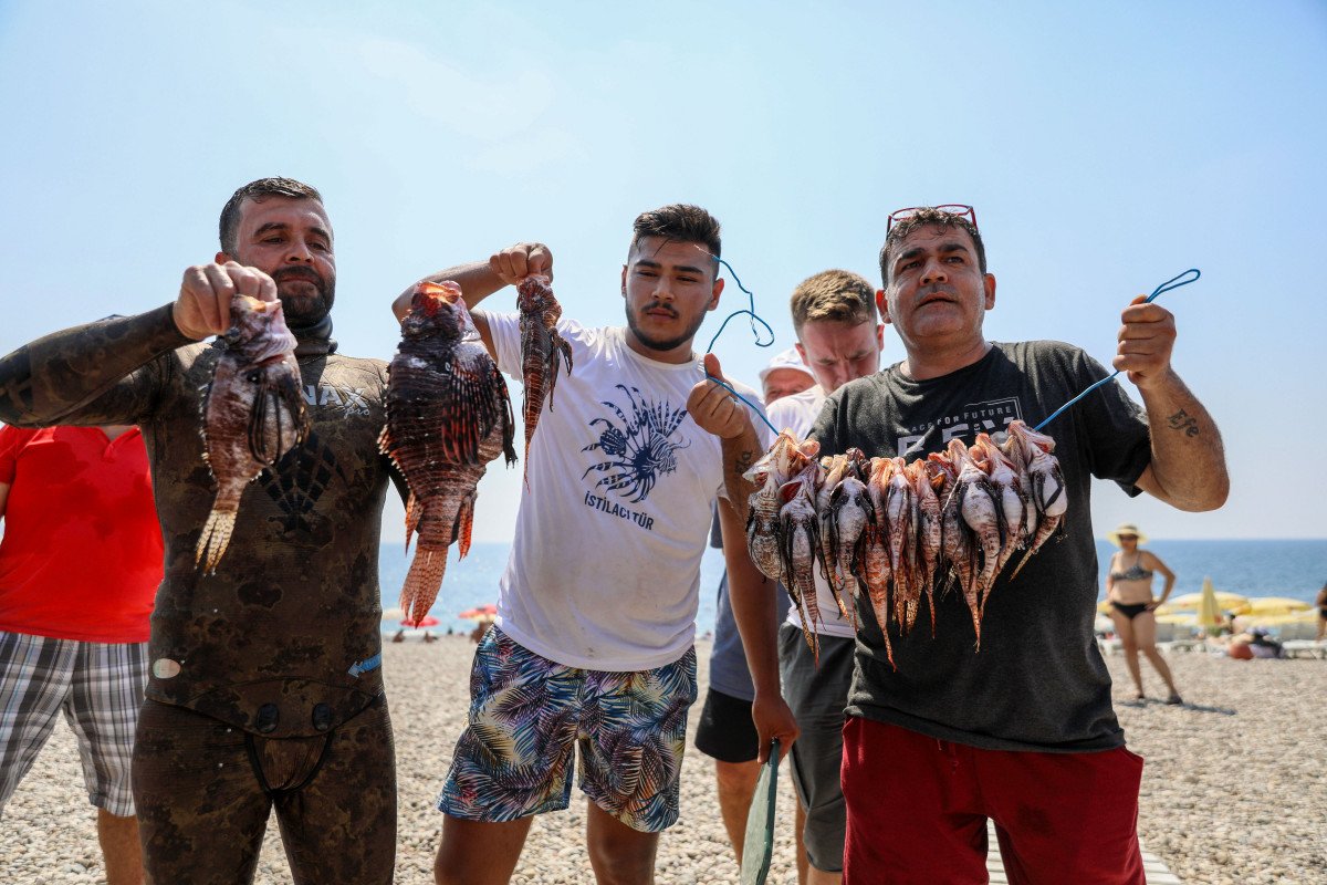 Antalya da zehirli aslan balığı yarışması yapıldı #6