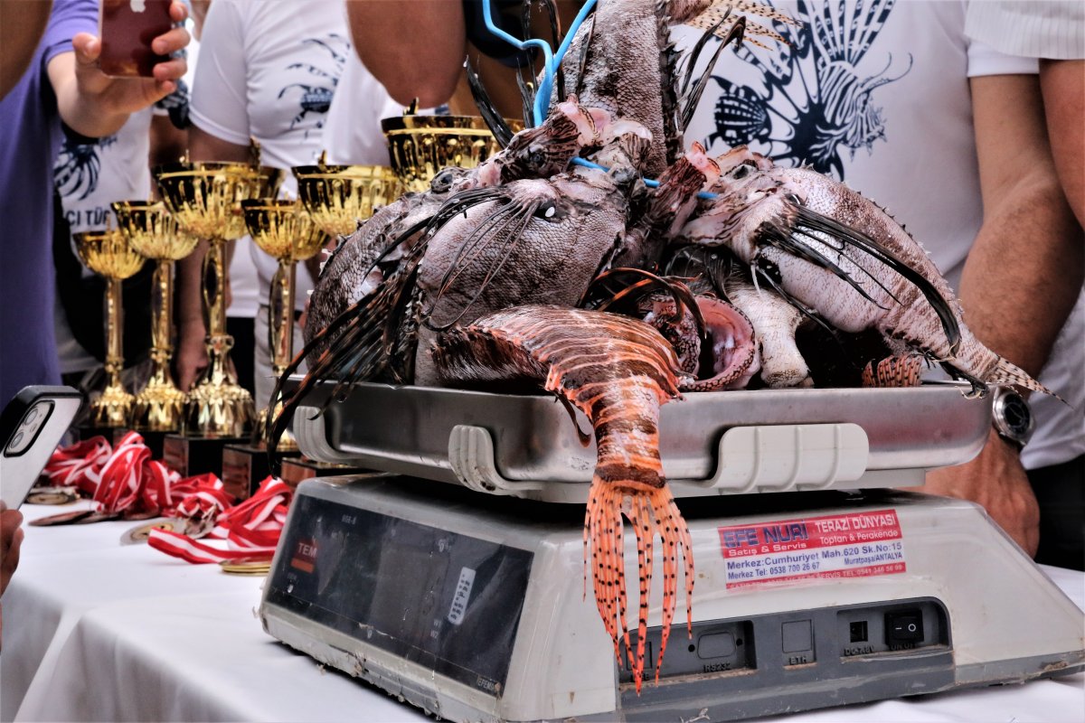 Antalya da zehirli aslan balığı yarışması yapıldı #5