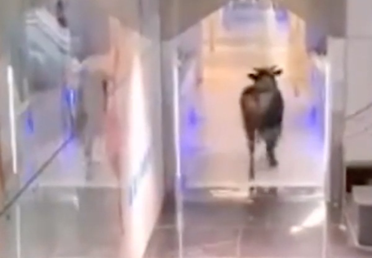 Panic moments created by the bull entering the bank in Israel #1