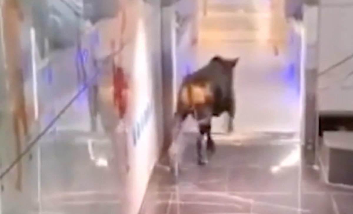 Panic moments created by the bull entering the bank in Israel #2