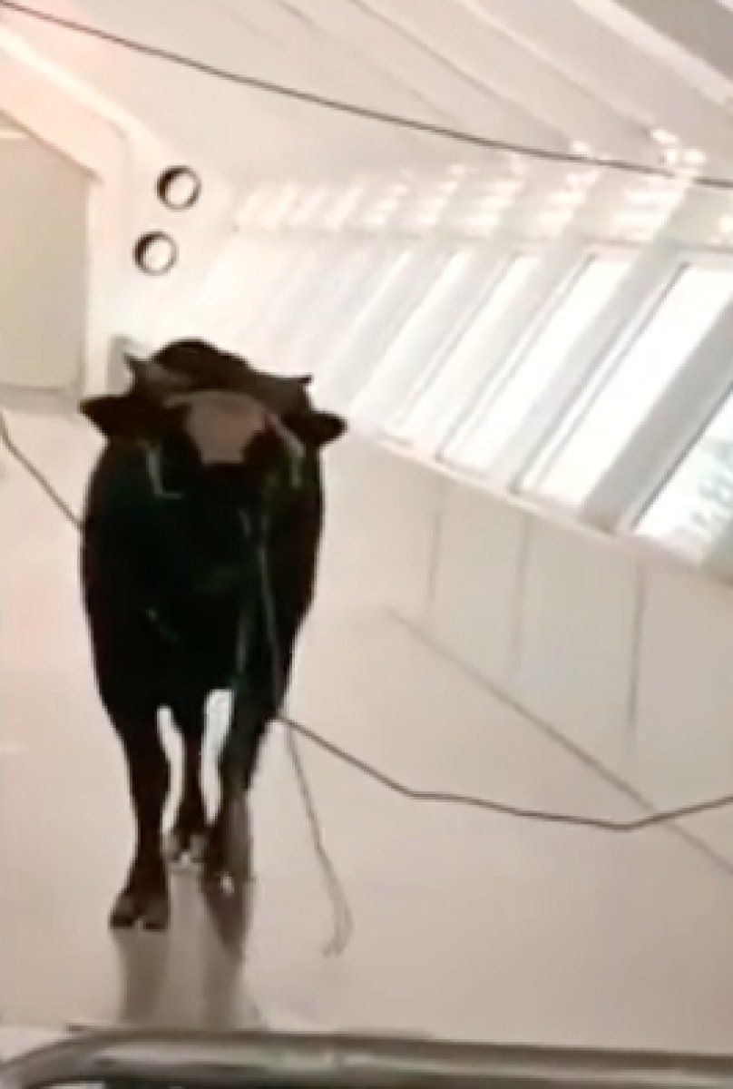 Panic moments created by the bull entering the bank in Israel #3