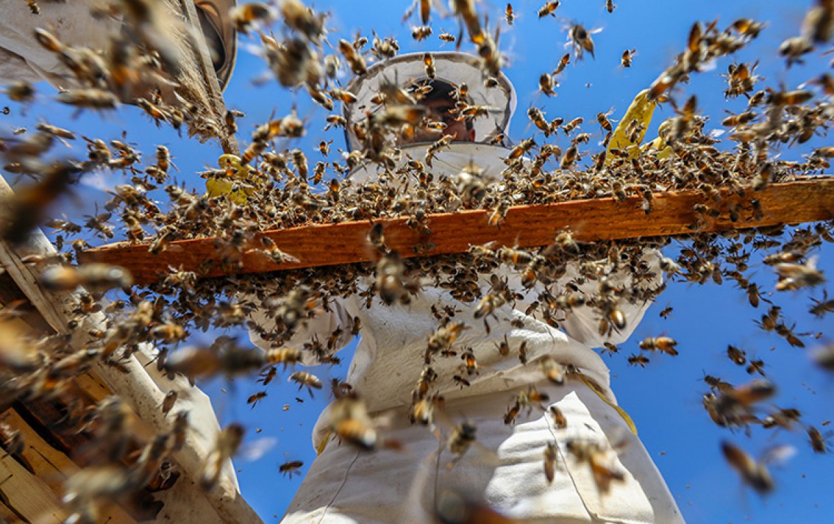 Şanlıurfa da bin ton bal hasat edildi #3