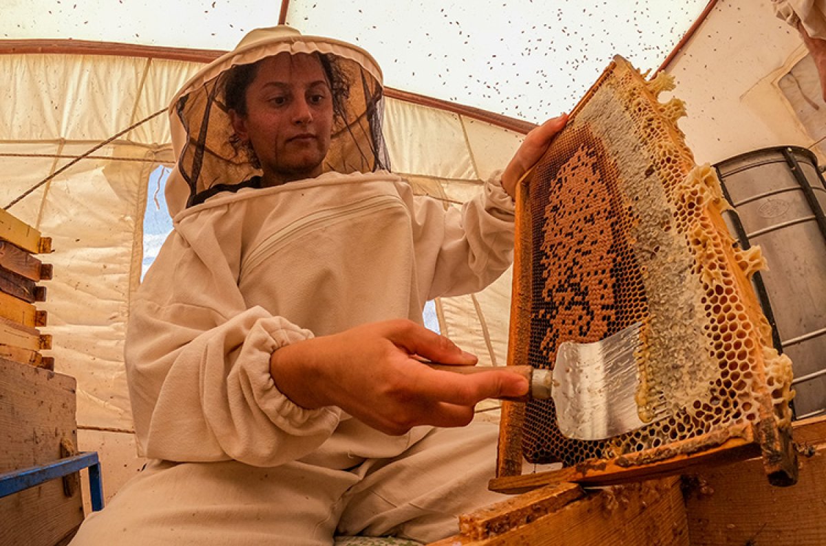 Şanlıurfa da bin ton bal hasat edildi #4