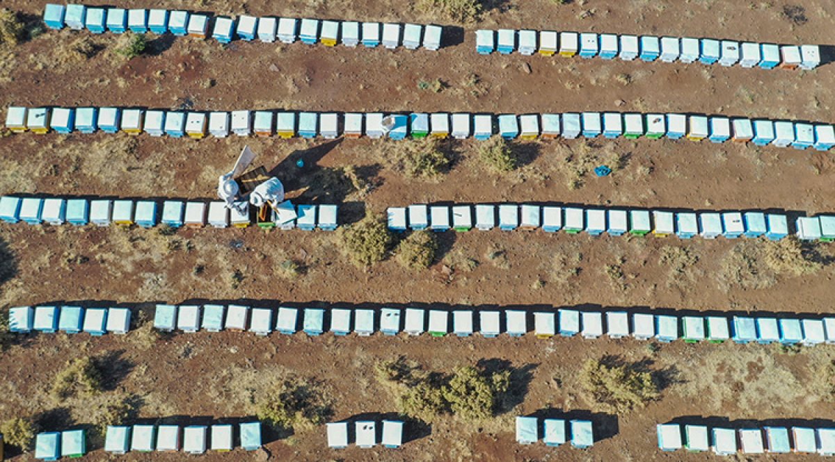 Şanlıurfa da bin ton bal hasat edildi #2