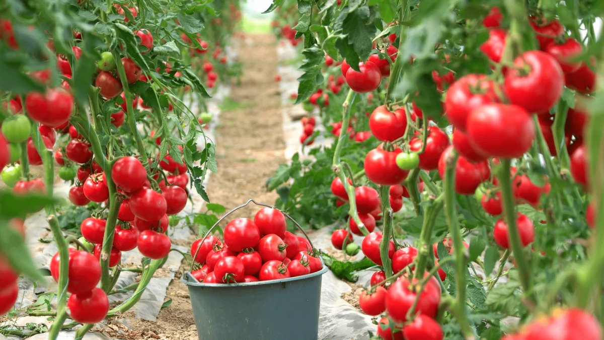 Sera-Bir Başkanı: Bu kış domates 50 TL olacak #1