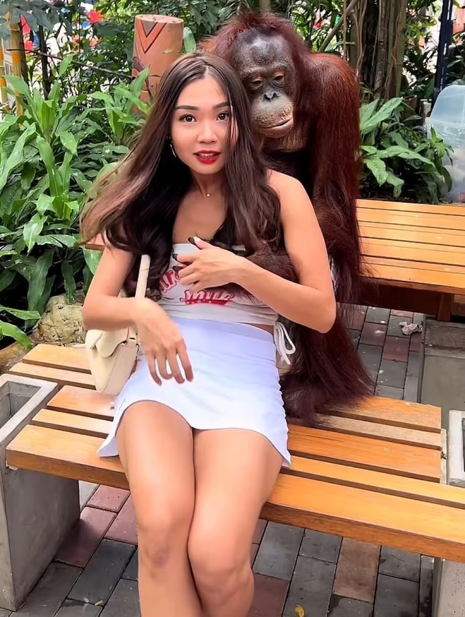 Orangutan harassed female tourist in Thailand #1