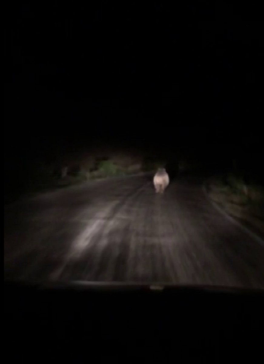 Sivas ta iki arkadaş, önlerine çıkan ayıyı araçla kovaladı #2