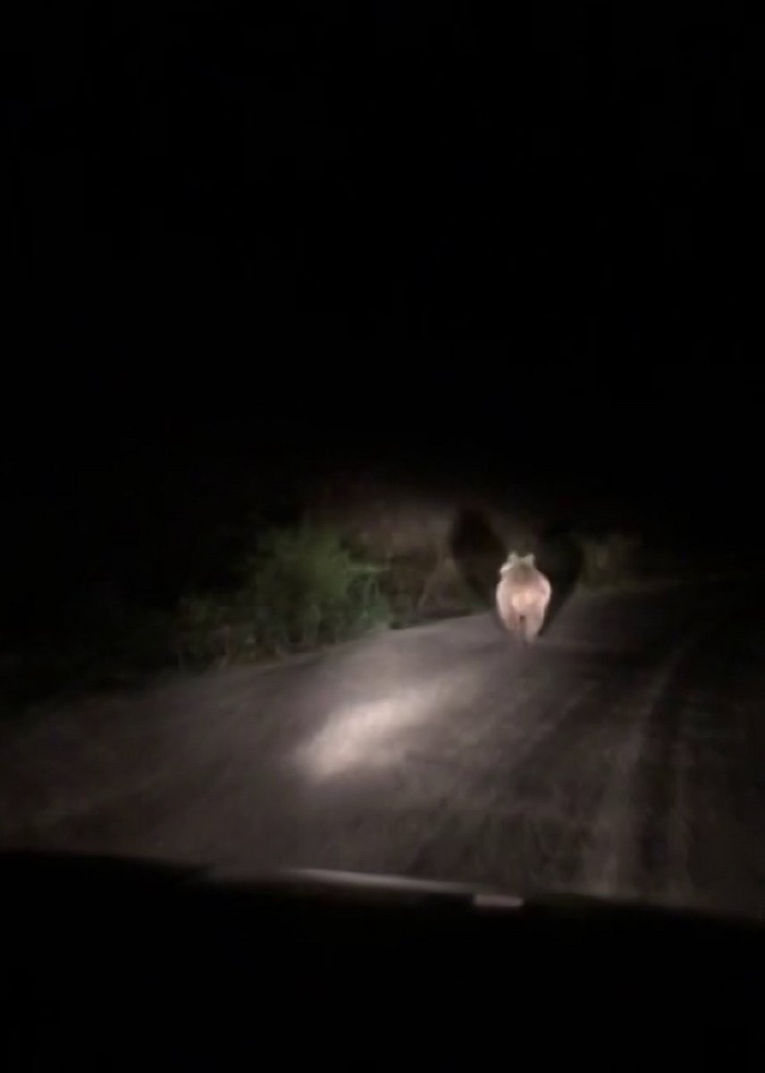 Sivas ta iki arkadaş, önlerine çıkan ayıyı araçla kovaladı #1