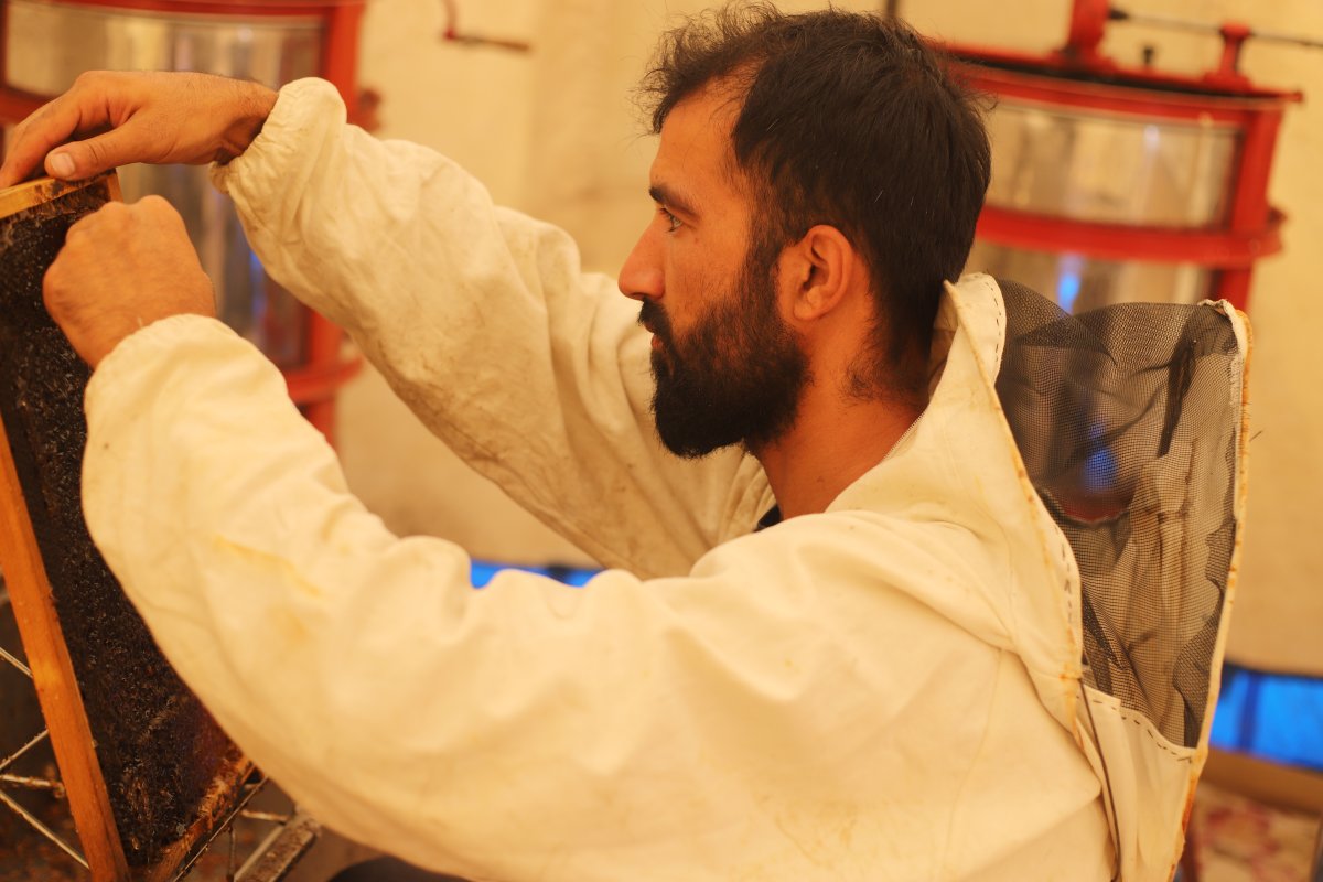 Süphan Dağı nın eteklerinde bal hasadı başladı #3