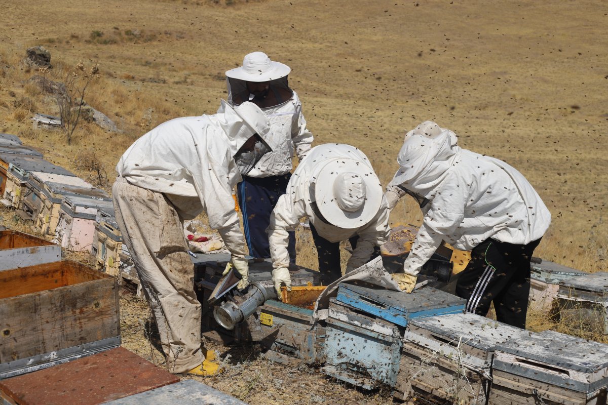 Süphan Dağı nın eteklerinde bal hasadı başladı #6