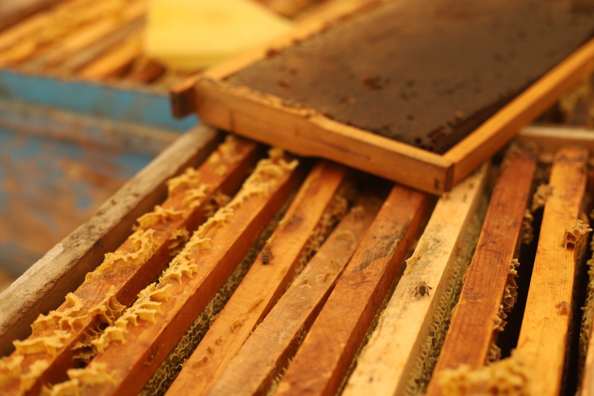 Süphan Dağı nın eteklerinde bal hasadı başladı #1