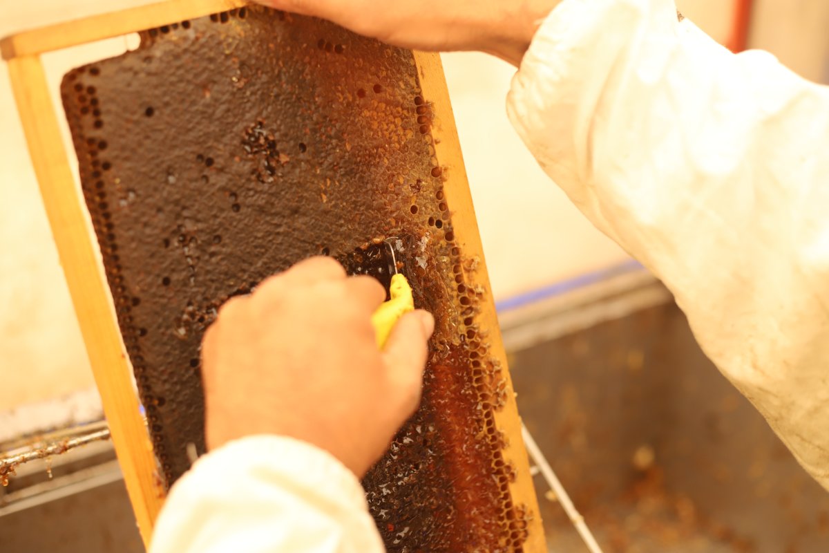 Süphan Dağı nın eteklerinde bal hasadı başladı #2