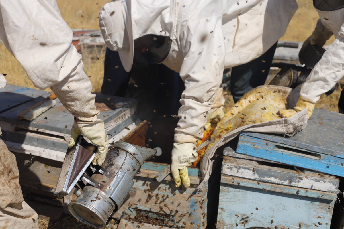 Süphan Dağı nın eteklerinde bal hasadı başladı #5