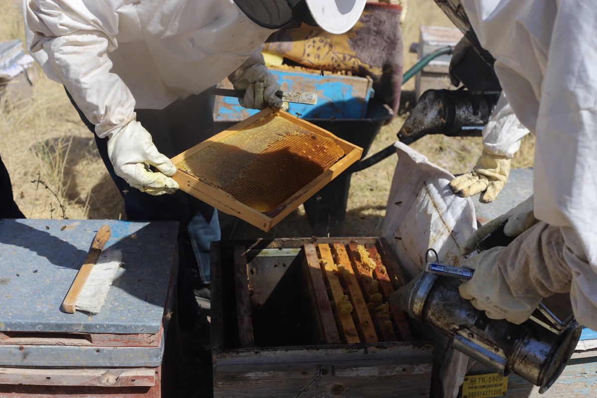 Süphan Dağı nın eteklerinde bal hasadı başladı #4