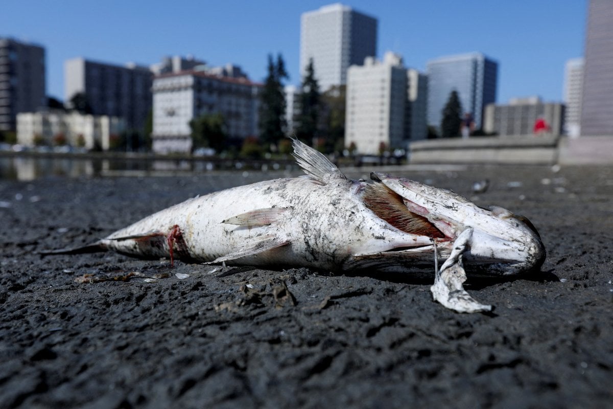 Thousands of dead fish hit California beaches #13