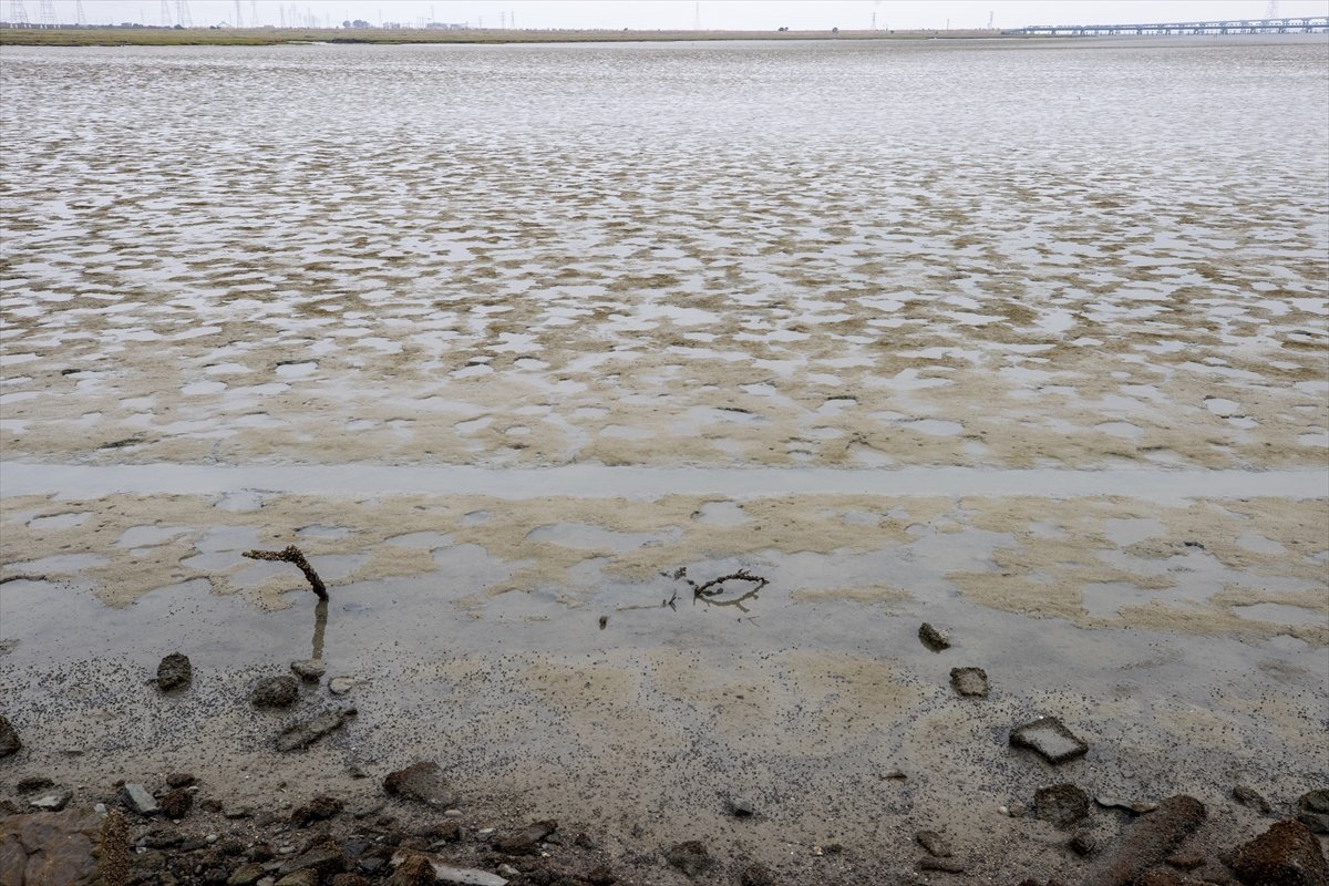 Thousands of dead fish hit California beaches #10