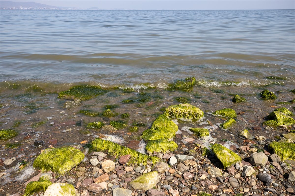 Thousands of dead fish hit California beaches #2