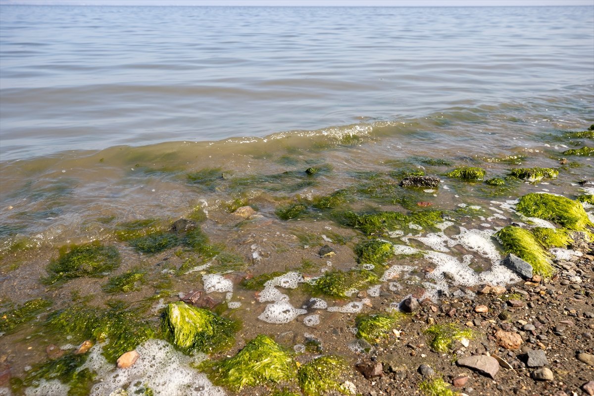 Thousands of dead fish hit California beaches #12