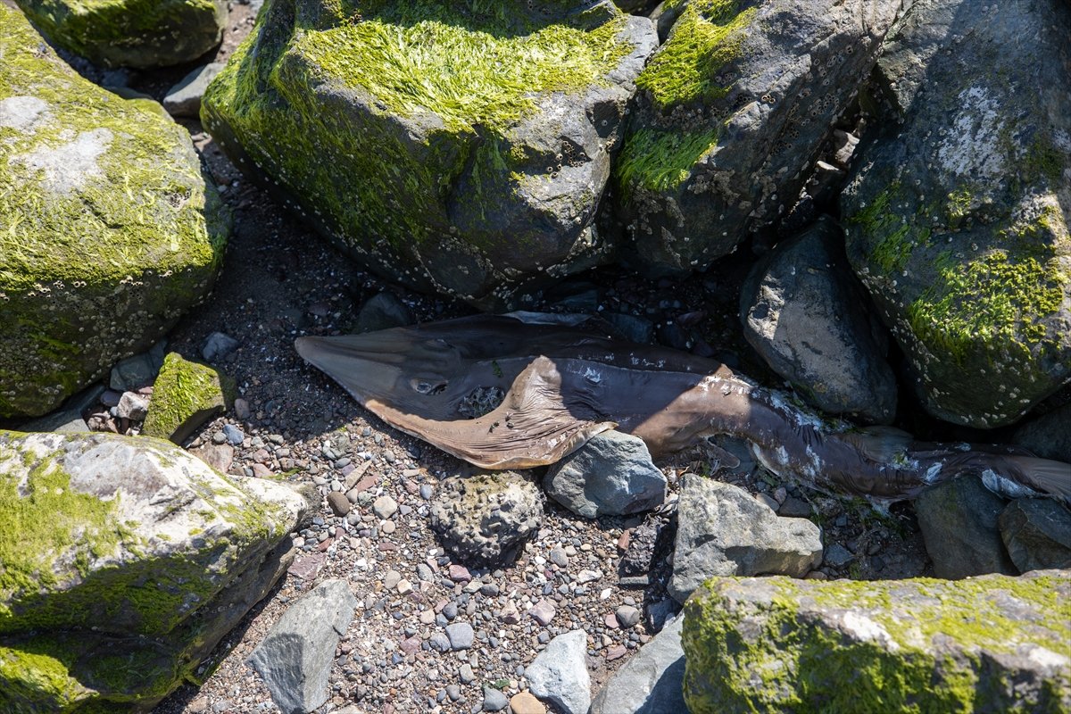 Thousands of dead fish hit California beaches #4