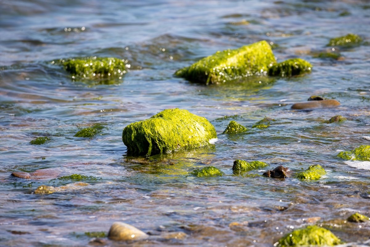 Thousands of dead fish hit California beaches #7