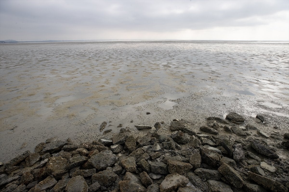 Thousands of dead fish hit California beaches #3