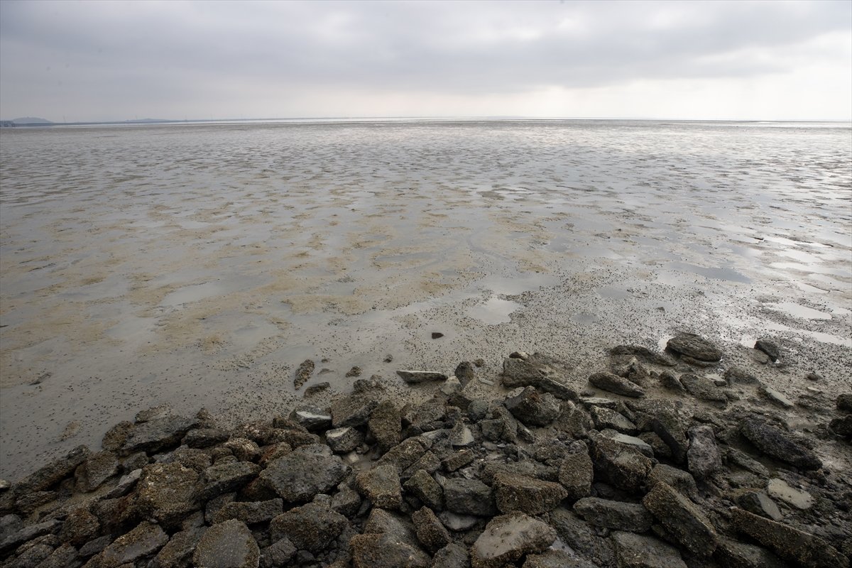 Thousands of dead fish hit California beaches #3