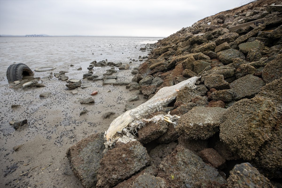 Thousands of dead fish hit California beaches #5