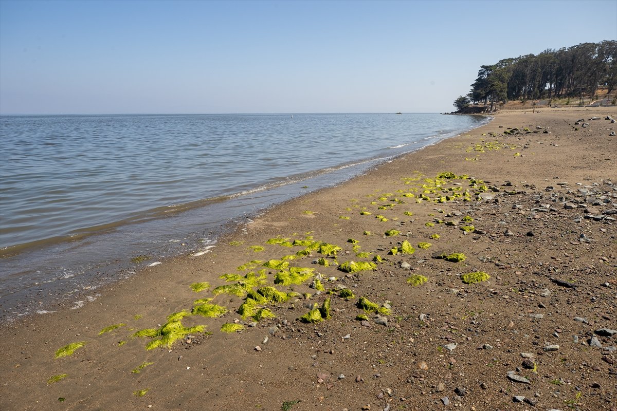 Thousands of dead fish hit California beaches #6