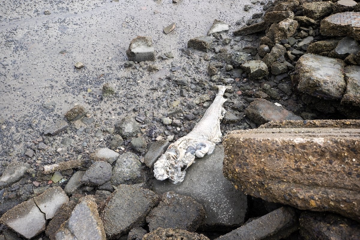 Thousands of dead fish hit California beaches #9