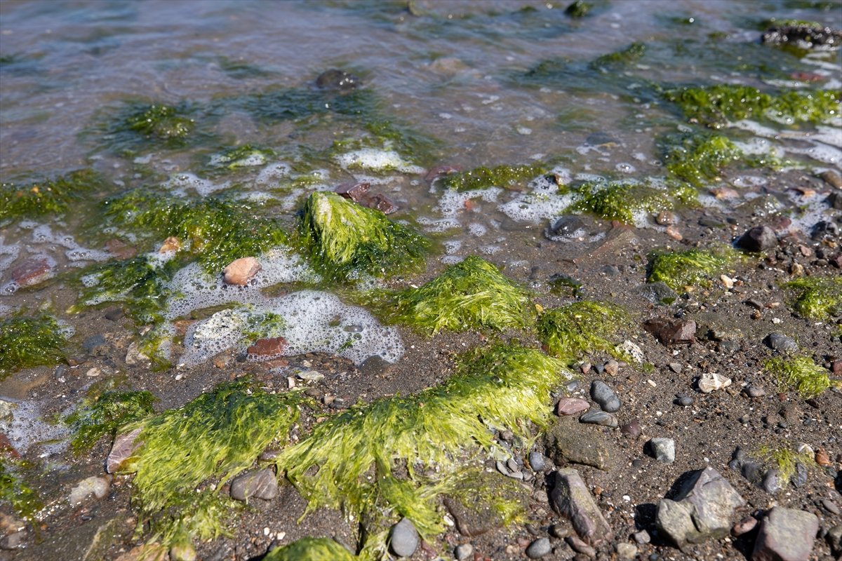 Thousands of dead fish hit California beaches #11