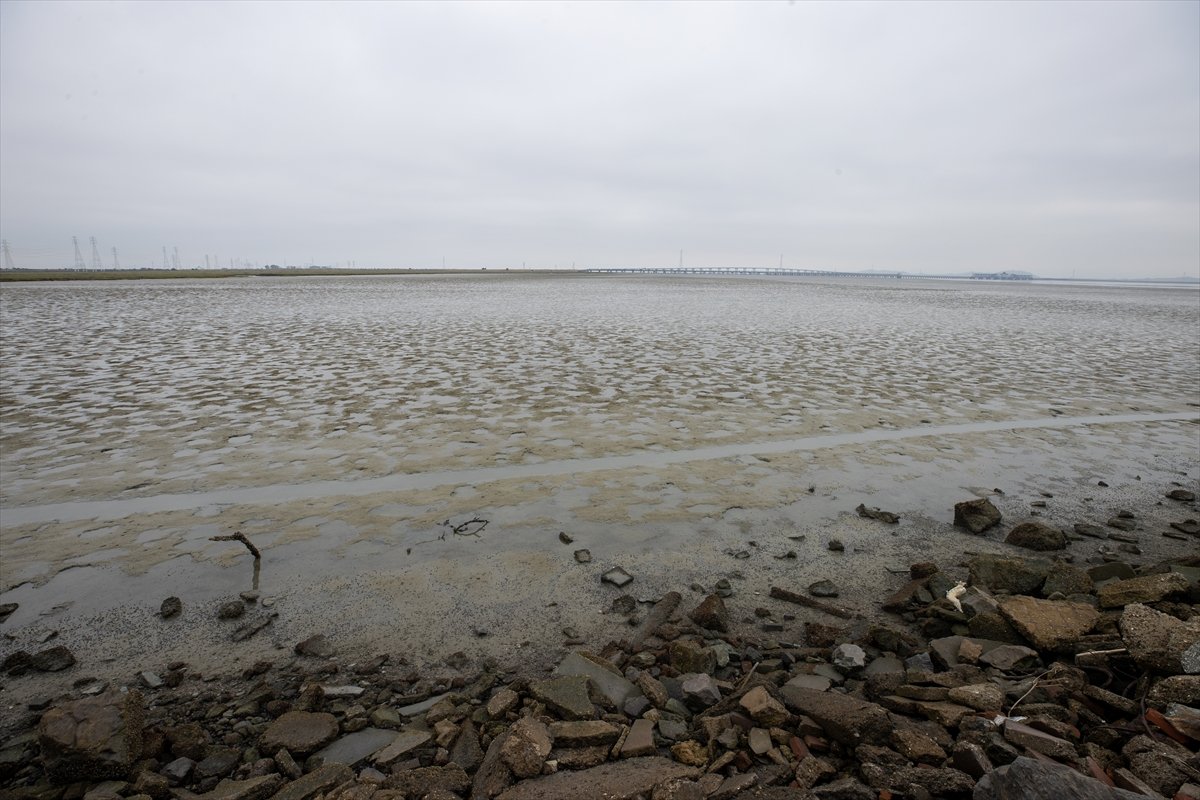 Thousands of dead fish hit California beaches #8