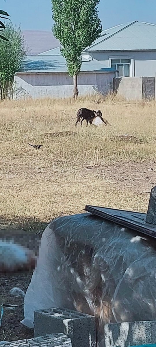 Ağrı daki köpekler, 3 keçinin boynunu parçaladı #3