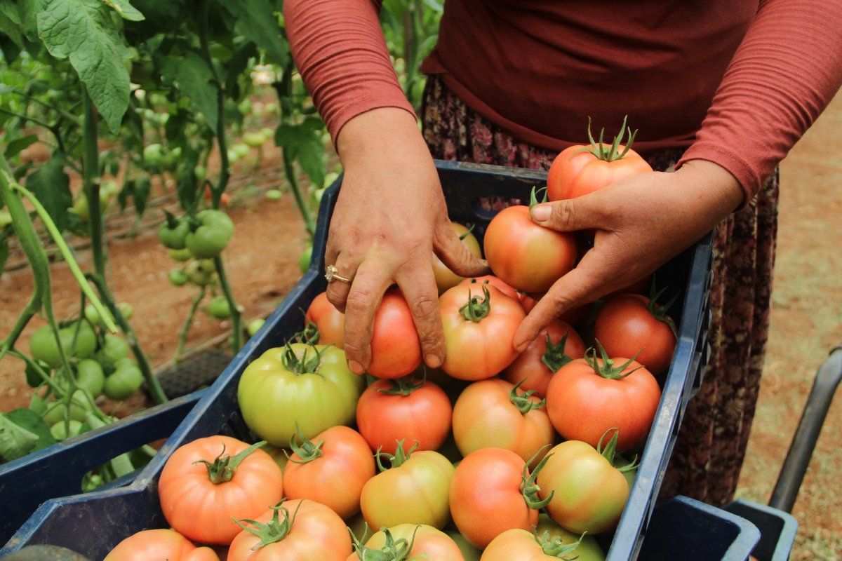 Antalyalı çiftçiler: Bu yıl domatese olan talep yüzde 30 daha fazla #5