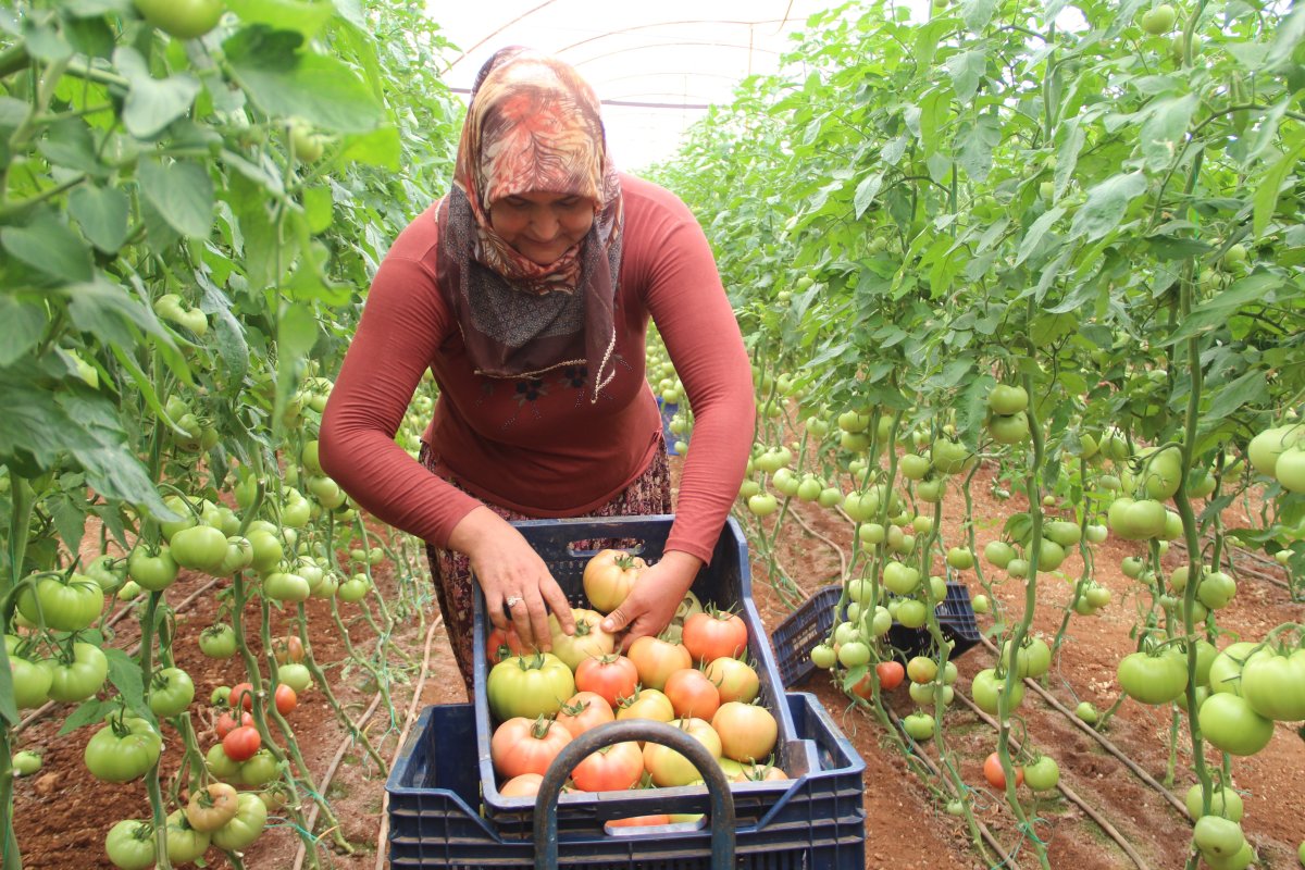 Antalyalı çiftçiler: Bu yıl domatese olan talep yüzde 30 daha fazla #6