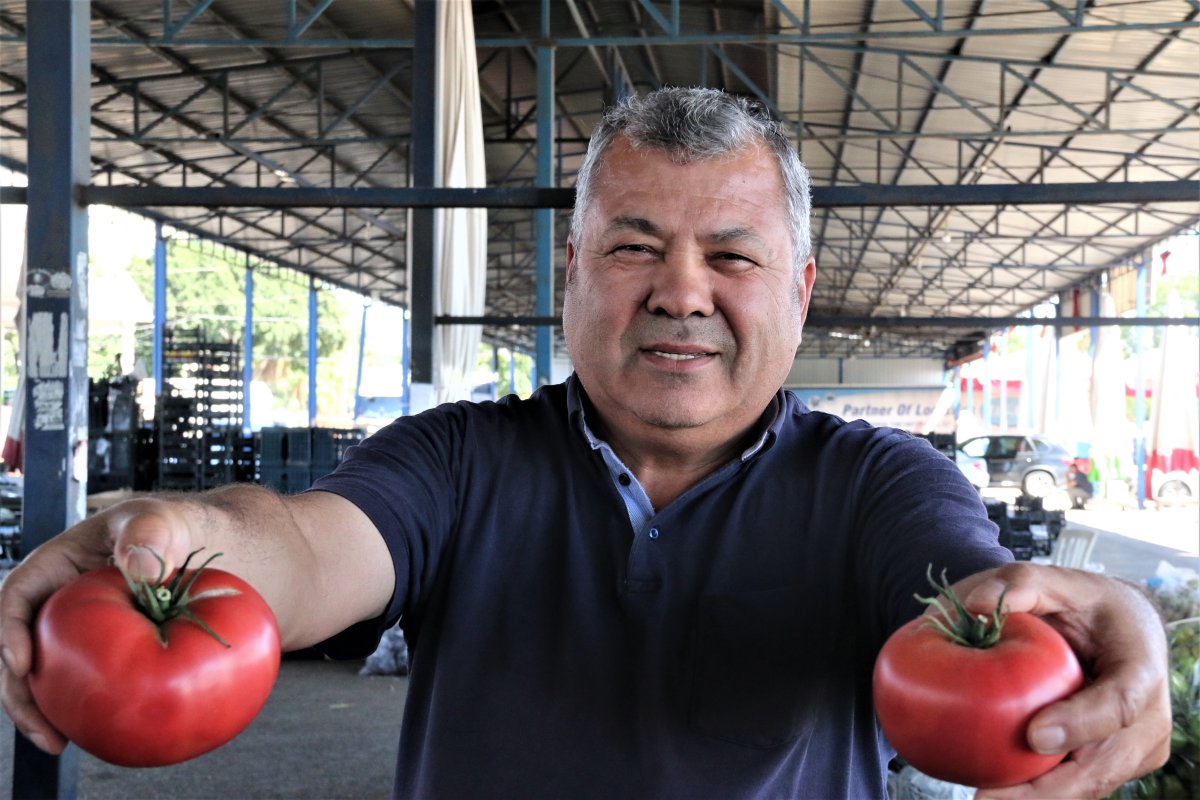 Antalyalı çiftçiler: Bu yıl domatese olan talep yüzde 30 daha fazla #4