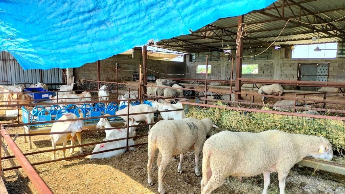 Osmaniye’de sokak köpekleri, çiftlikteki 11 koyunu telef etti  #1