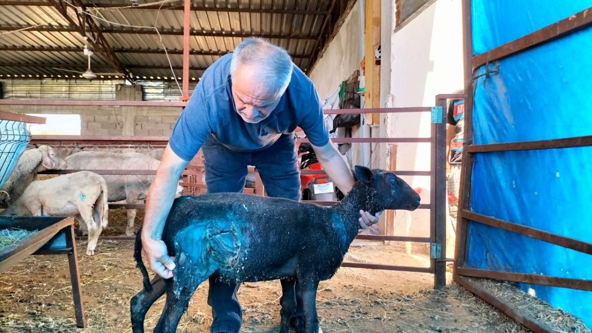 Osmaniye’de sokak köpekleri, çiftlikteki 11 koyunu telef etti  #5