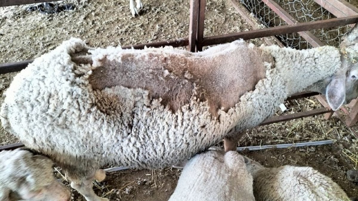 Osmaniye’de sokak köpekleri, çiftlikteki 11 koyunu telef etti  #2