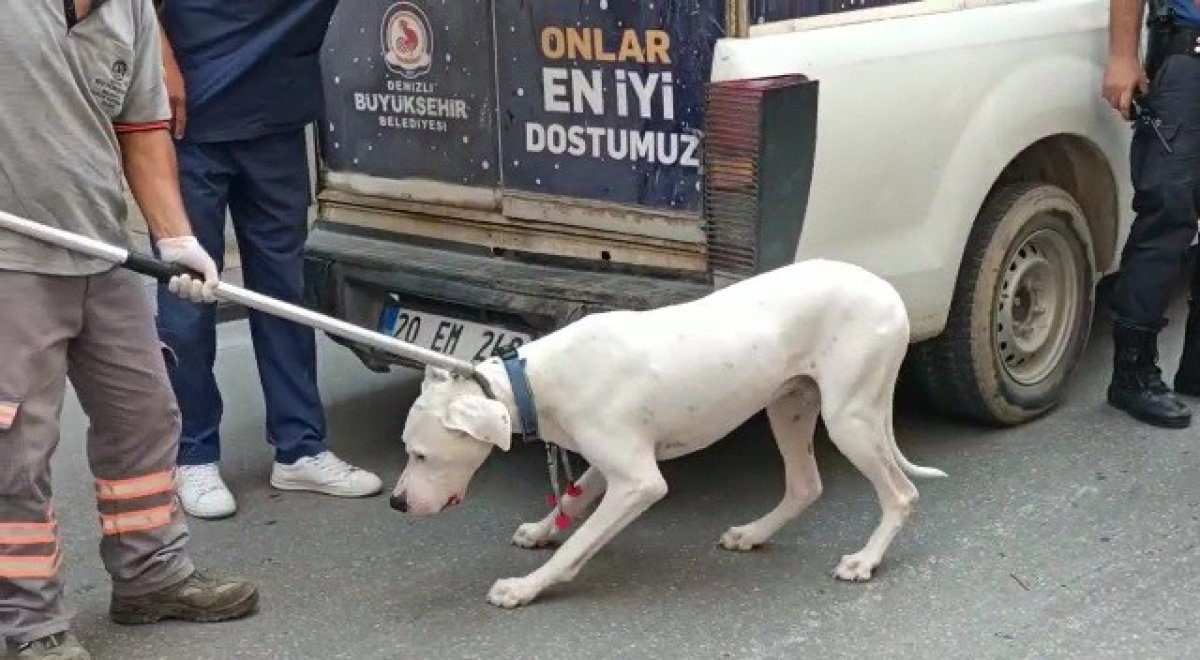 Denizli’de alkollü sürücünün engel olmadığı köpeğinin polisi ısırma anı  #4