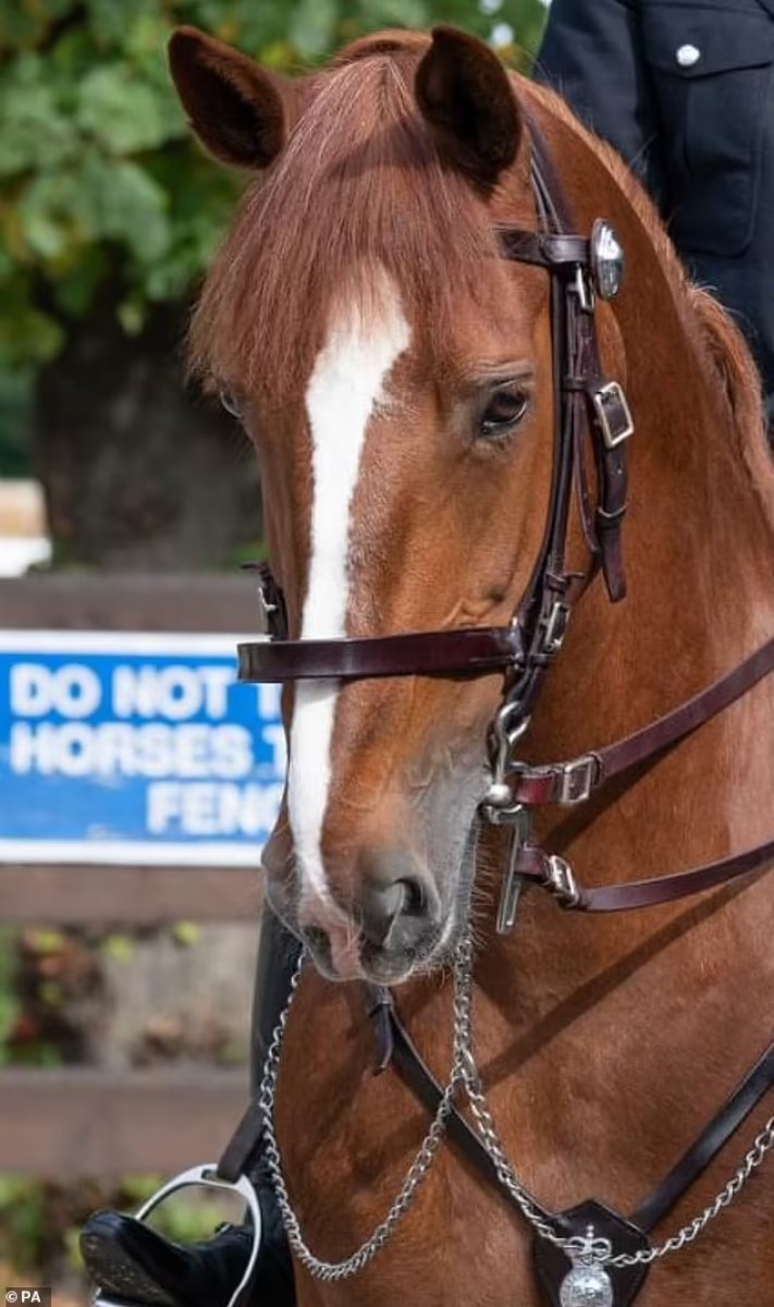 İngiltere de yere yığılan polis atı öldü #5