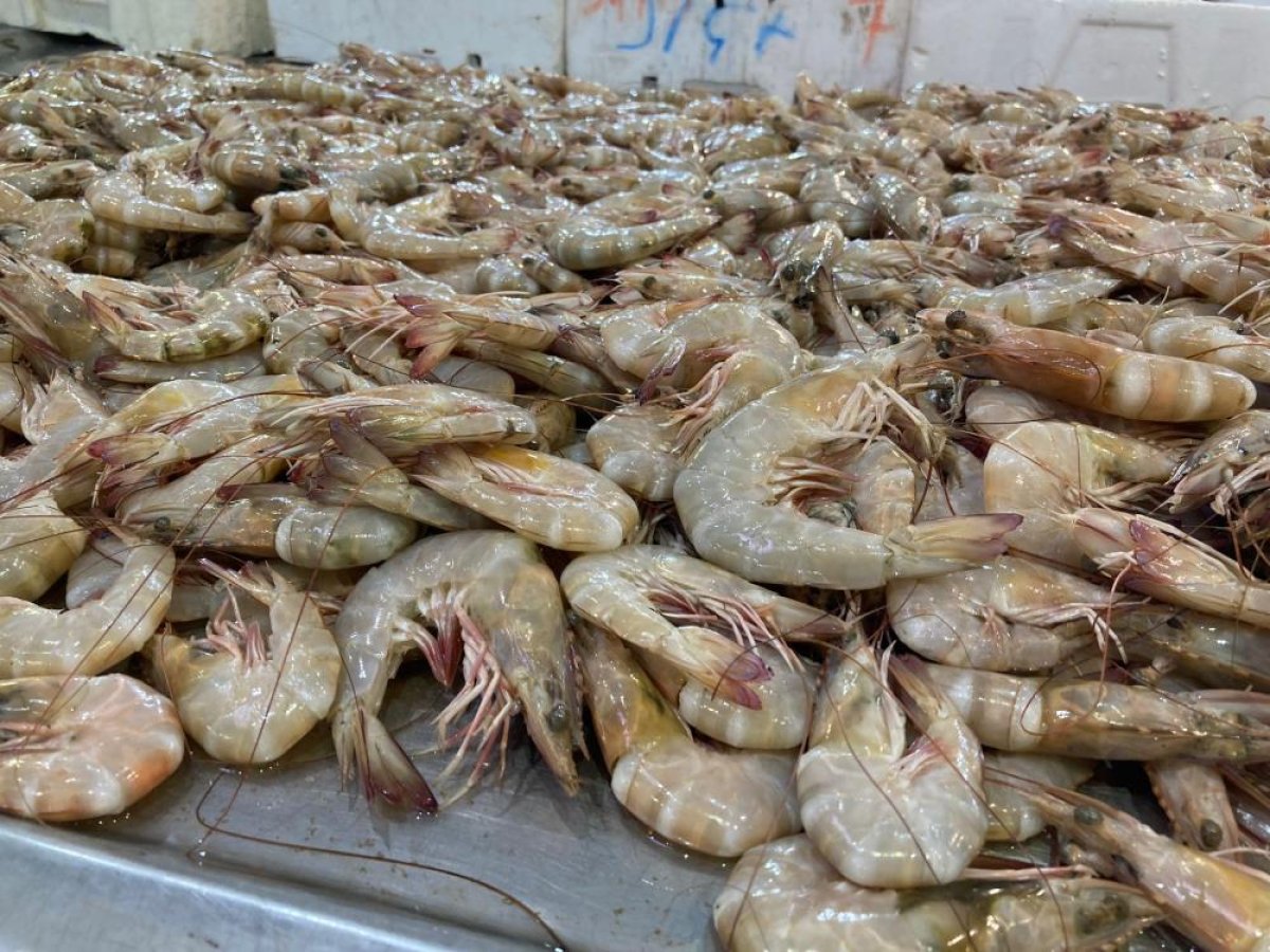 İzmir de sabah saatlerinde avdan dönen balıkçıların tezgahları balıkla doldu #3