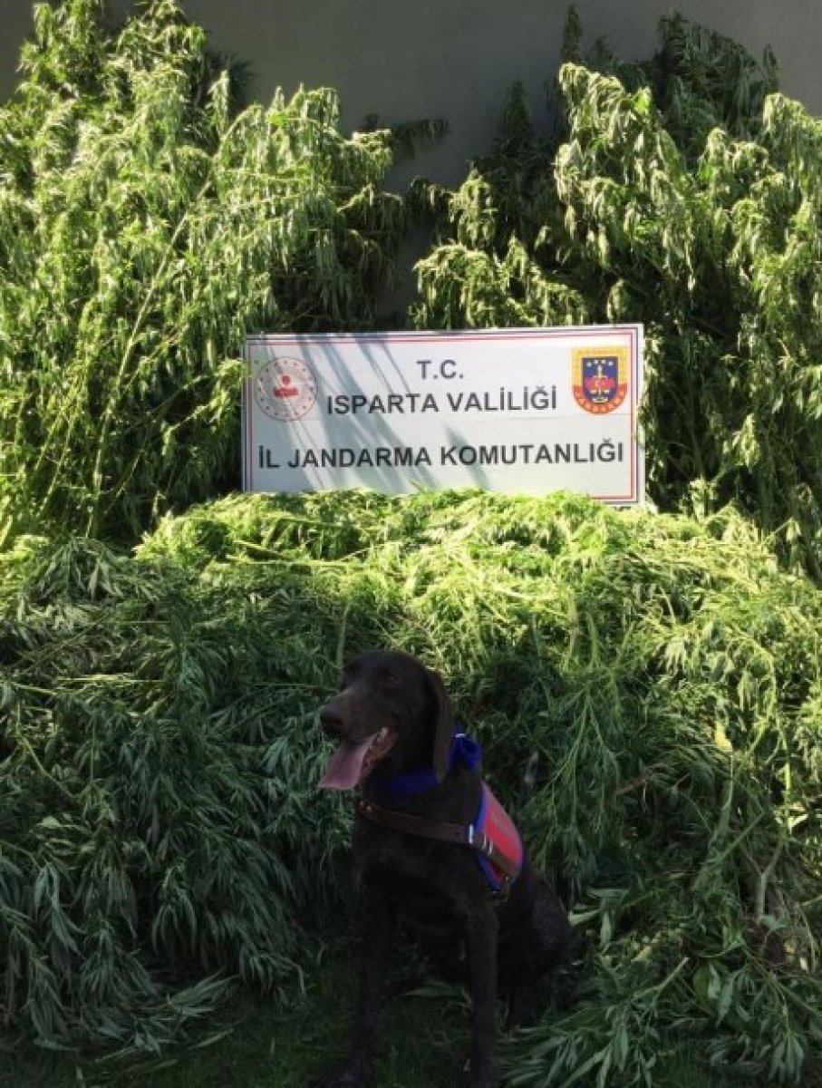 Isparta’da tarlada 242 kök kenevir ele geçirildi #1