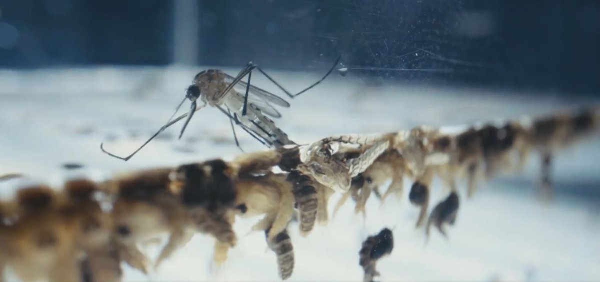 Bill Gates in sivrisinek paylaşımı, yeni salgın iddialarına neden oldu #3