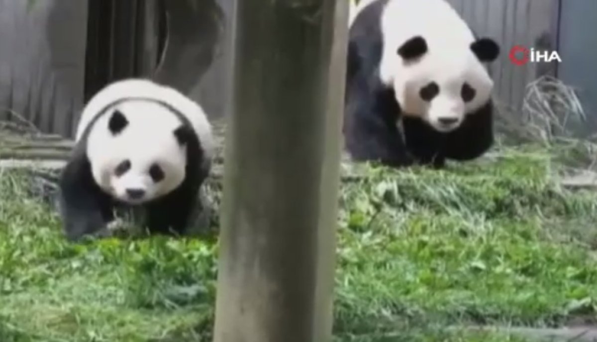 Çin’deki depremde anne panda ve yavrularının kaçtığı anlar #1