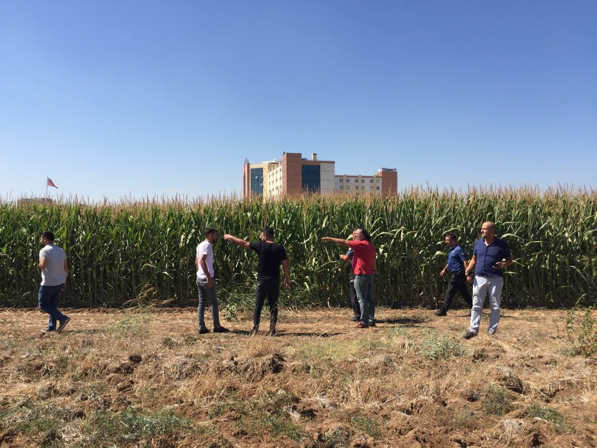 Adana da sağlık raporuna götürülen hırsızlık zanlısı mısır tarlasına kaçtı #2