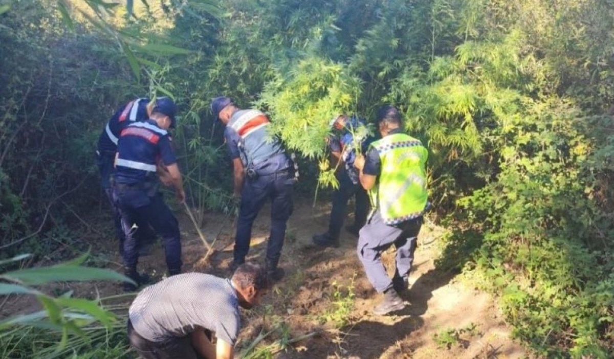 Antalya da kamu arazisine kenevir eken kişi yakalandı #1